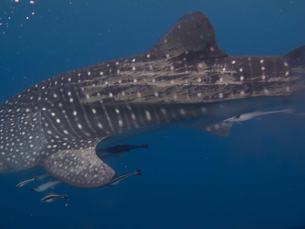 846fc0f9-7625-4220-8c44-65a089aee9e7