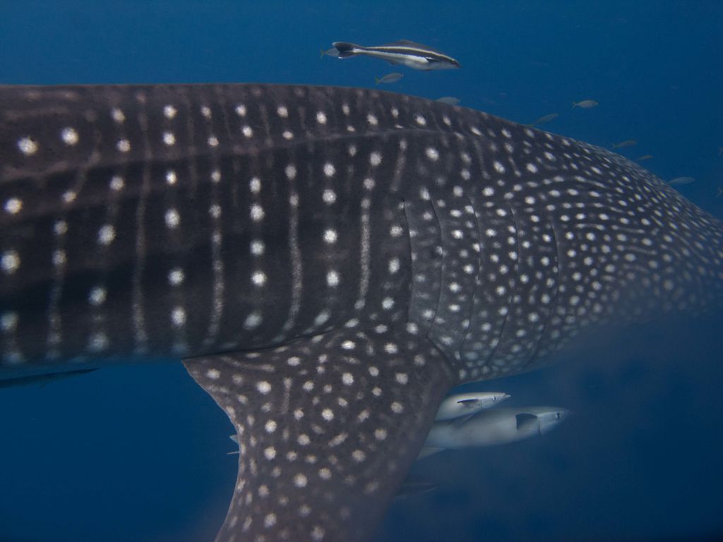 846fc0f9-7625-4220-8c44-65a089aee9e7