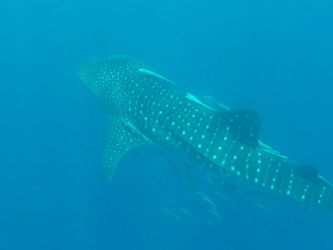 2b633f57-af8c-473a-921f-e431bee984b9