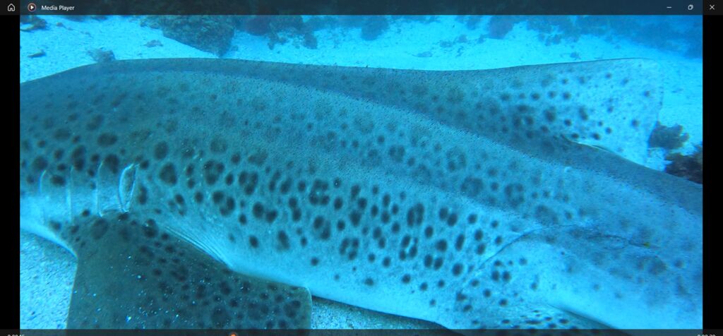 e5c151ec-1895-4350-bb91-736d8f04b8e8