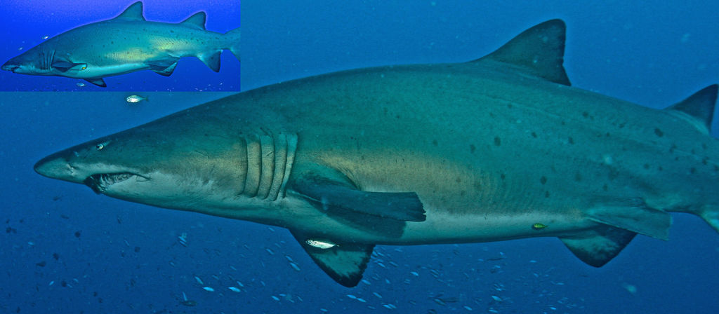 e37d1e9a-82de-40ea-b130-91603f587220