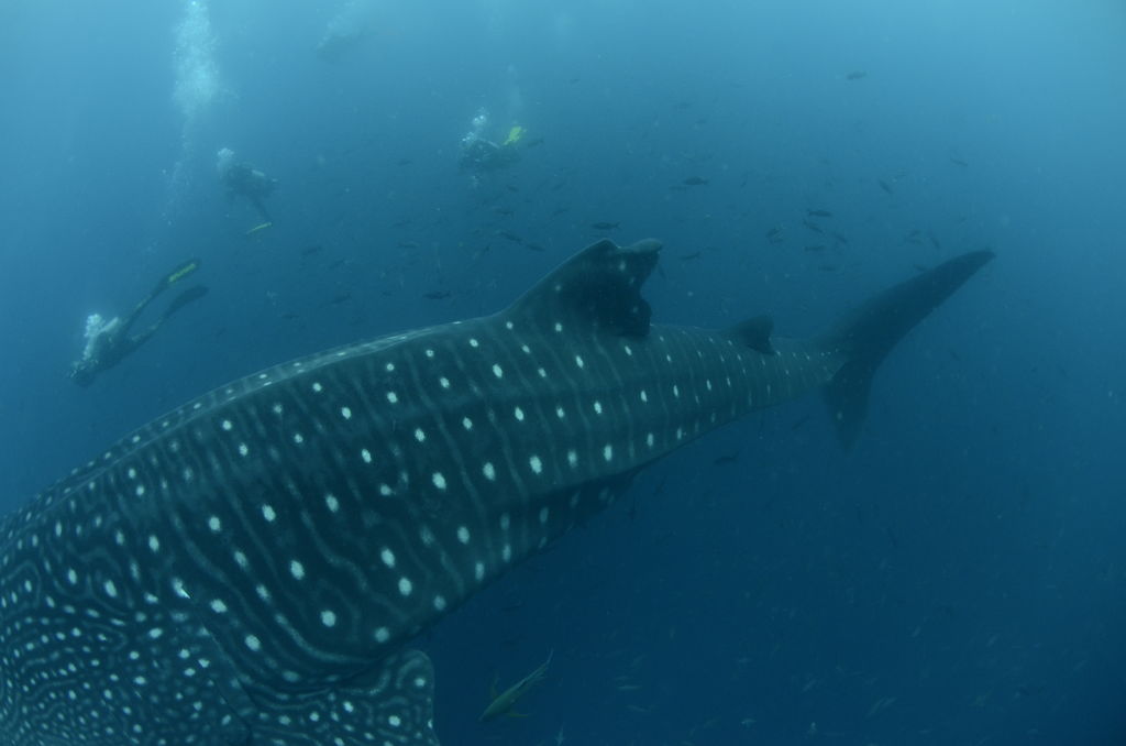 51e44165-d8d5-4535-ab71-1a9d5df826b4