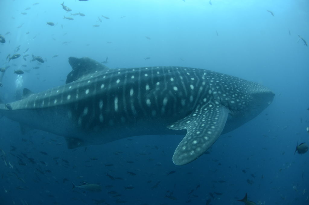 51e44165-d8d5-4535-ab71-1a9d5df826b4