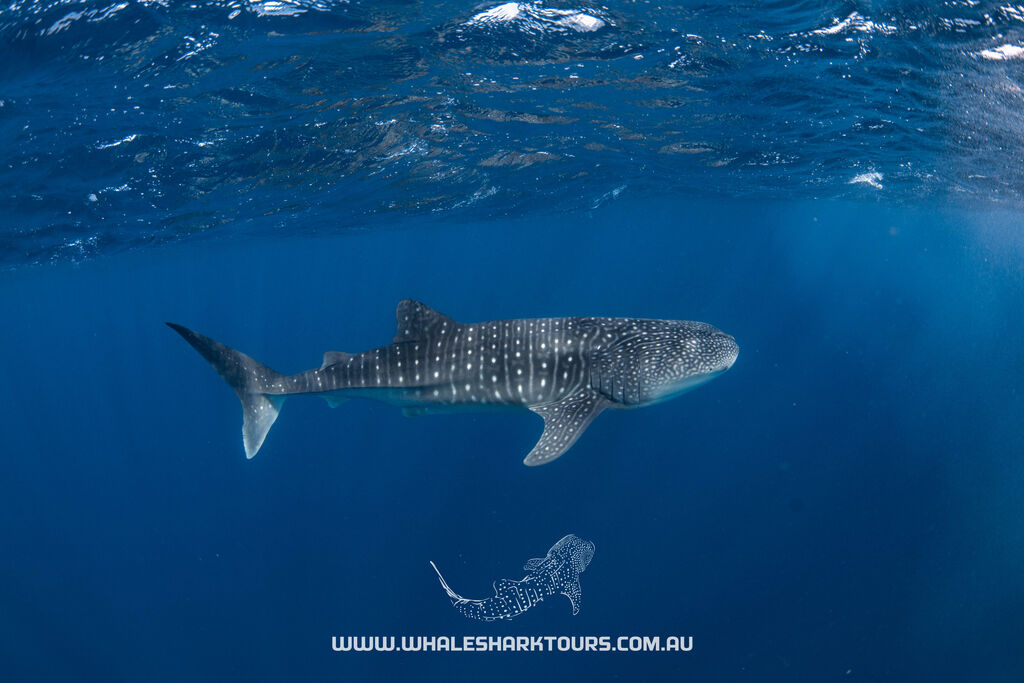 86bad10b-d984-43a6-9123-8f442aa6e75c