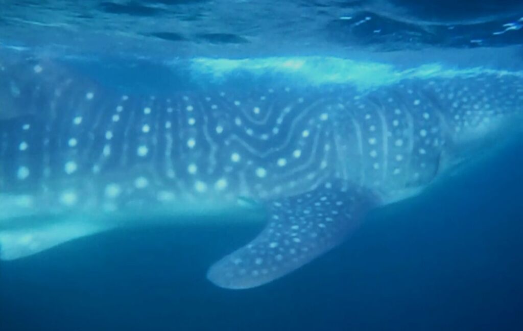 78260721-e1f8-45ee-9844-fc83d2af2370