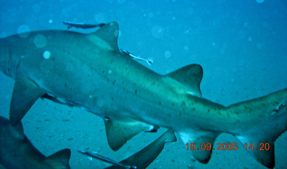 d6c3157c-9fd7-41c7-97d9-153f4b3711ec