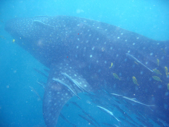 8bc90953-7f84-4f32-8d69-45f5cacd343c