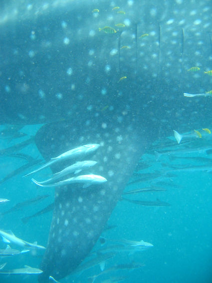 8bc90953-7f84-4f32-8d69-45f5cacd343c