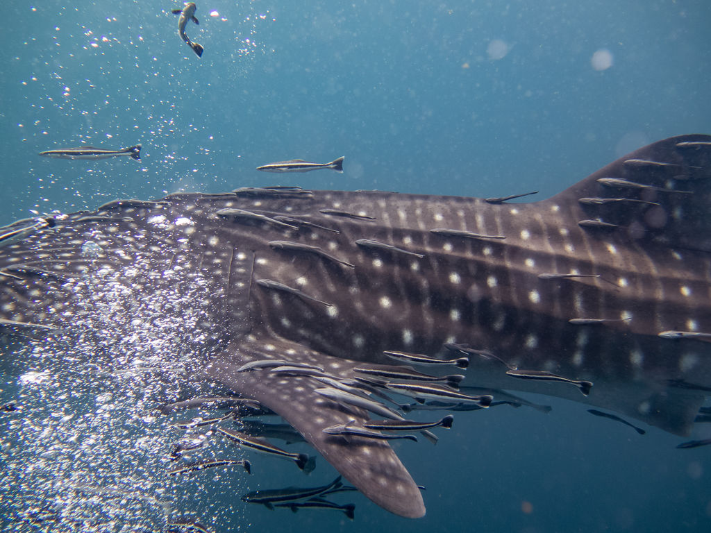 d0be3c25-fa16-46d4-a490-01682da86049