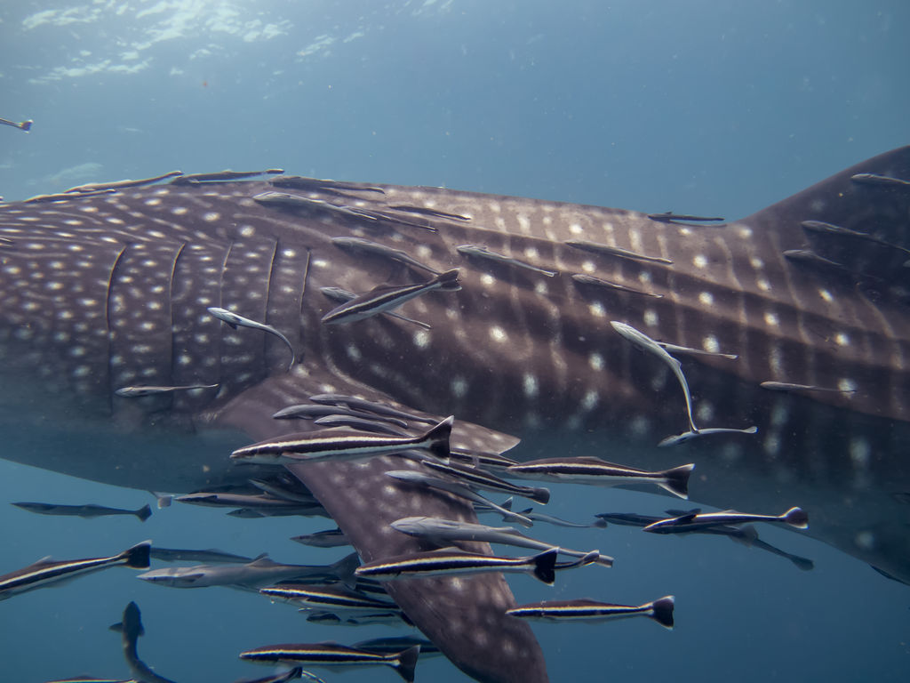 d0be3c25-fa16-46d4-a490-01682da86049