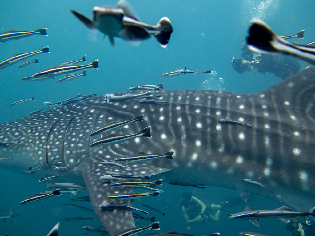 d0be3c25-fa16-46d4-a490-01682da86049