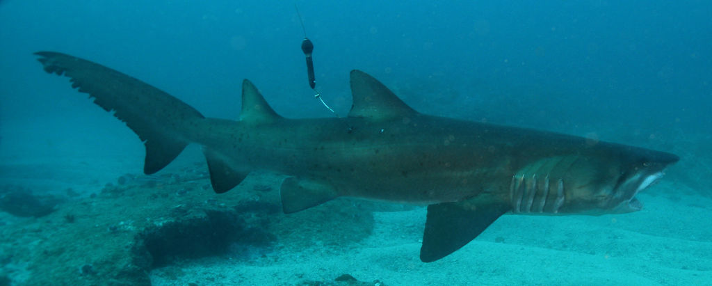 77be973a-84b6-4805-a4c4-ffb717a057ba