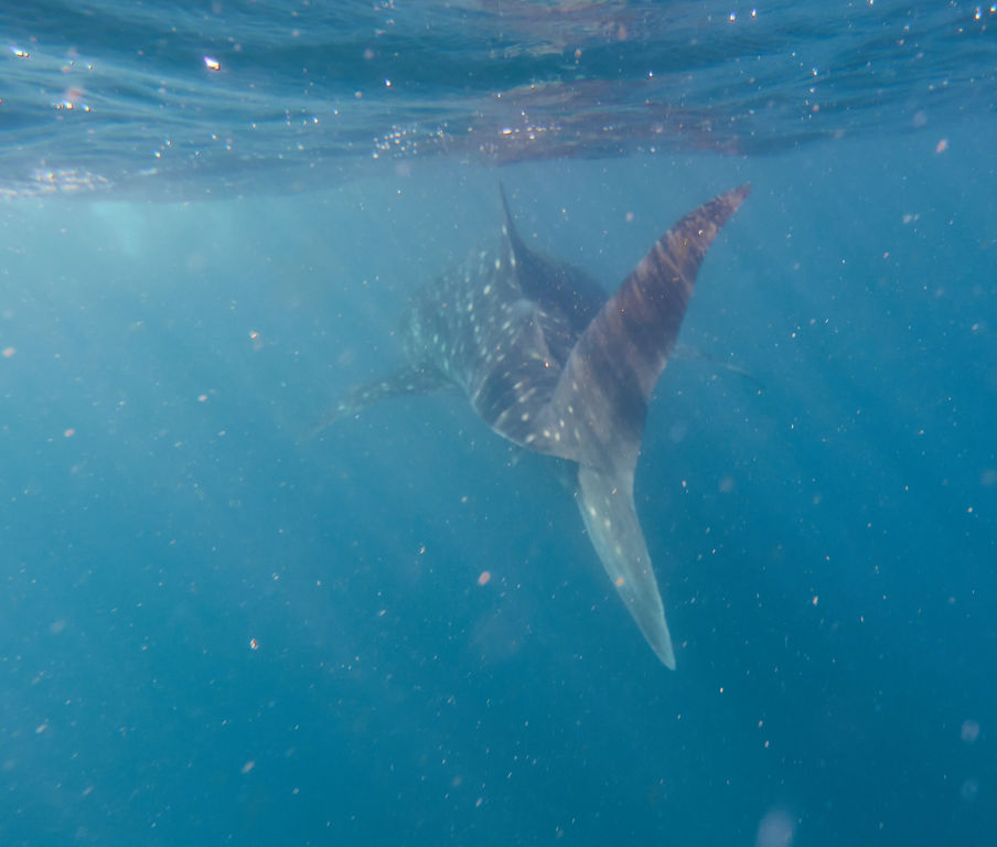 351e51c8-391b-4312-9845-5f6e70037b6c