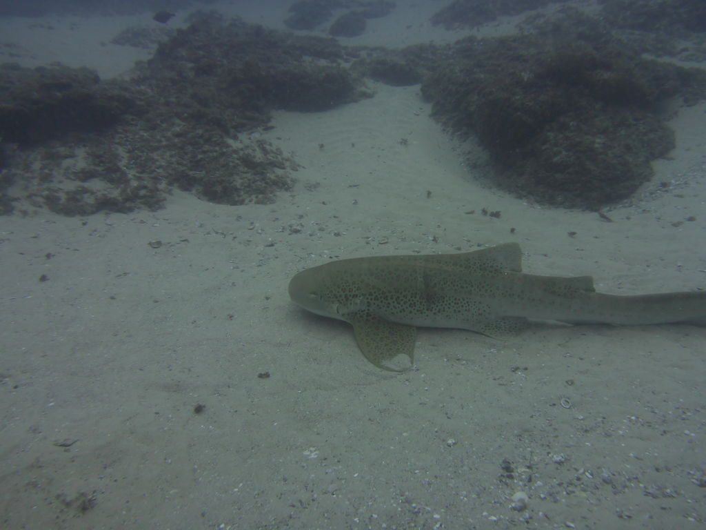 ff524530-e5cc-4fc9-b451-18ba4892ed35