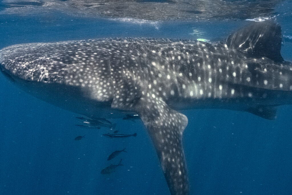 a337b03b-33e0-4a9b-9a41-bdd63f1aa631