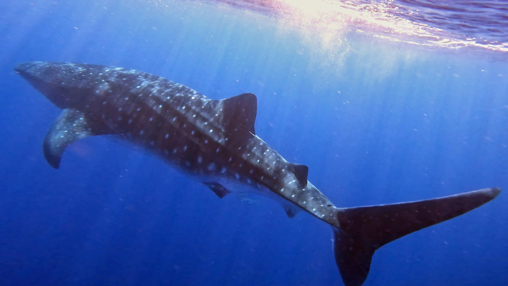 31946053-99b8-439c-84b3-4cf97d80b88e