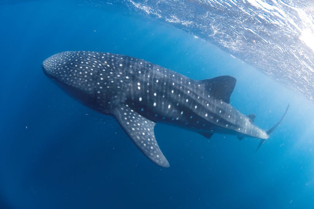 f6f24a60-c037-4c1d-9045-2d7a2fb91fd2