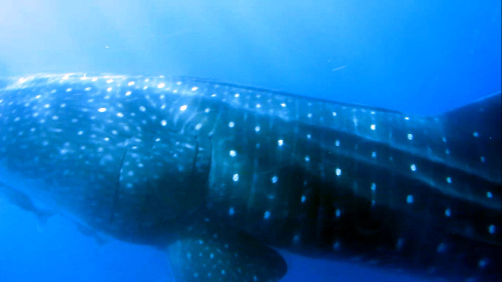 fcdd56ef-fbc9-4d86-aabe-21123c22a921