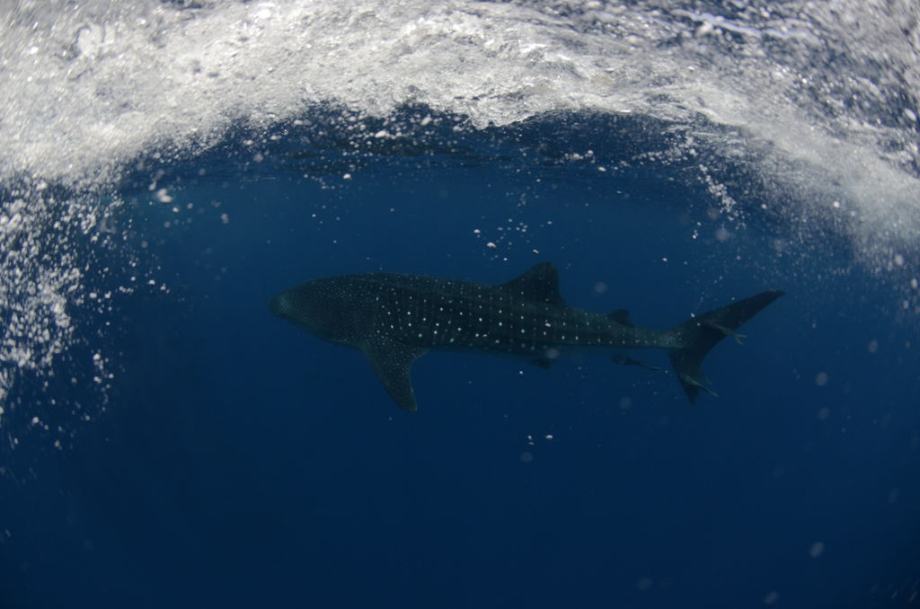 2be34d91-e6cf-4a8b-b5eb-3fff1da1da57