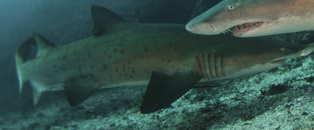 dcc030f8-1dc5-4401-b14b-ee392eb4ca5c