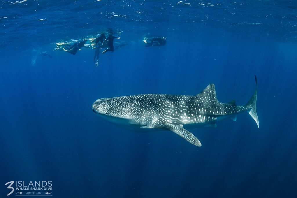 2ce8beba-9e04-4477-b532-ae20cd48d074