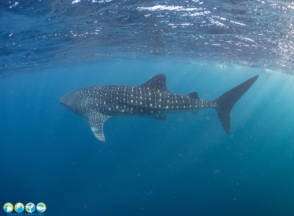 70ec9780-58b6-47bc-b966-56f5db43ac1d