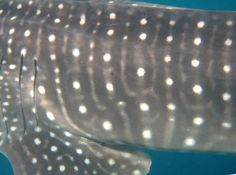 2ec6c366-4c38-4427-af61-491b2c3fadd9