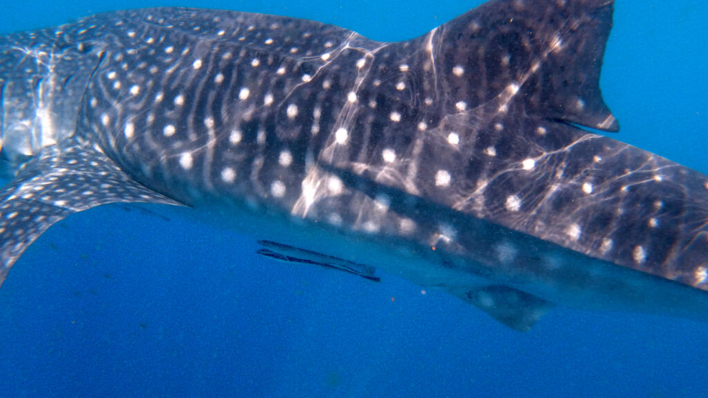 2c9f9d3c-1bde-414f-9b5a-c8badc19ac5d