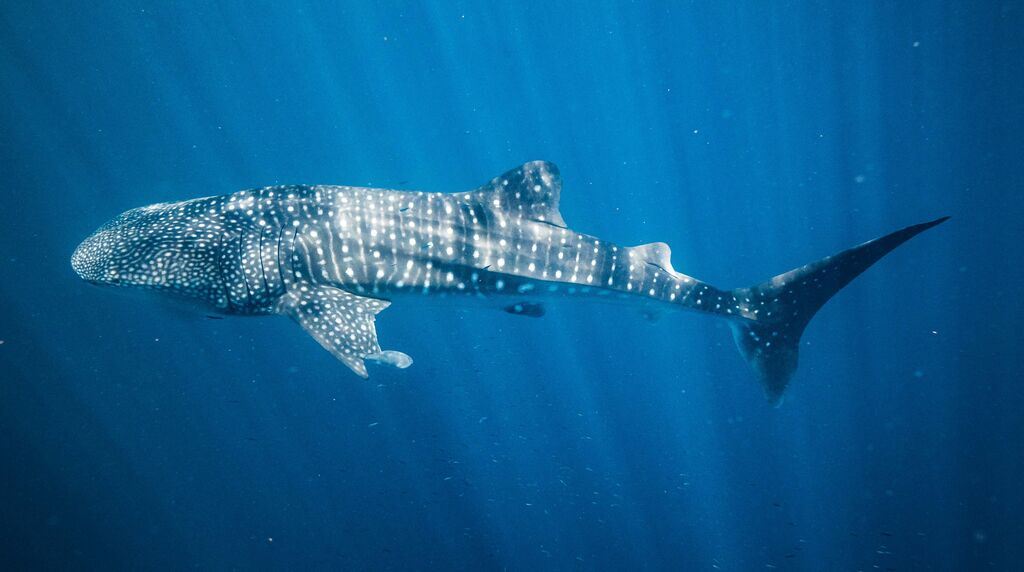 41475448-671b-49eb-af39-ec6049333169