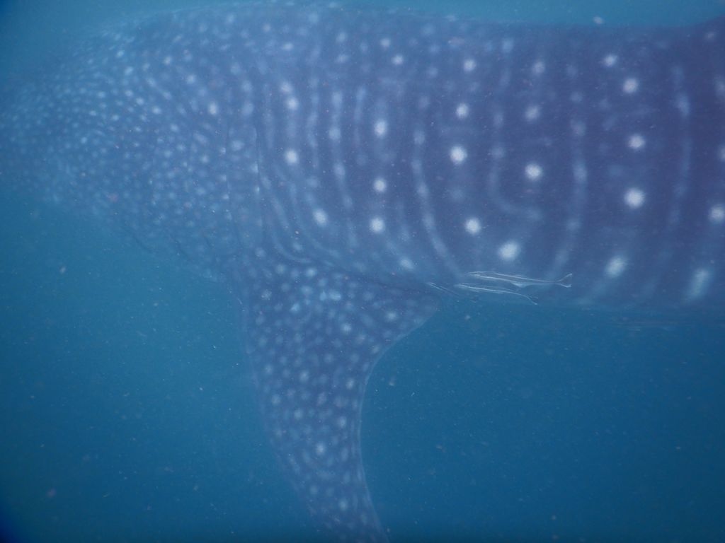 fe64e433-8b7a-4730-9a6e-c44d152ea223