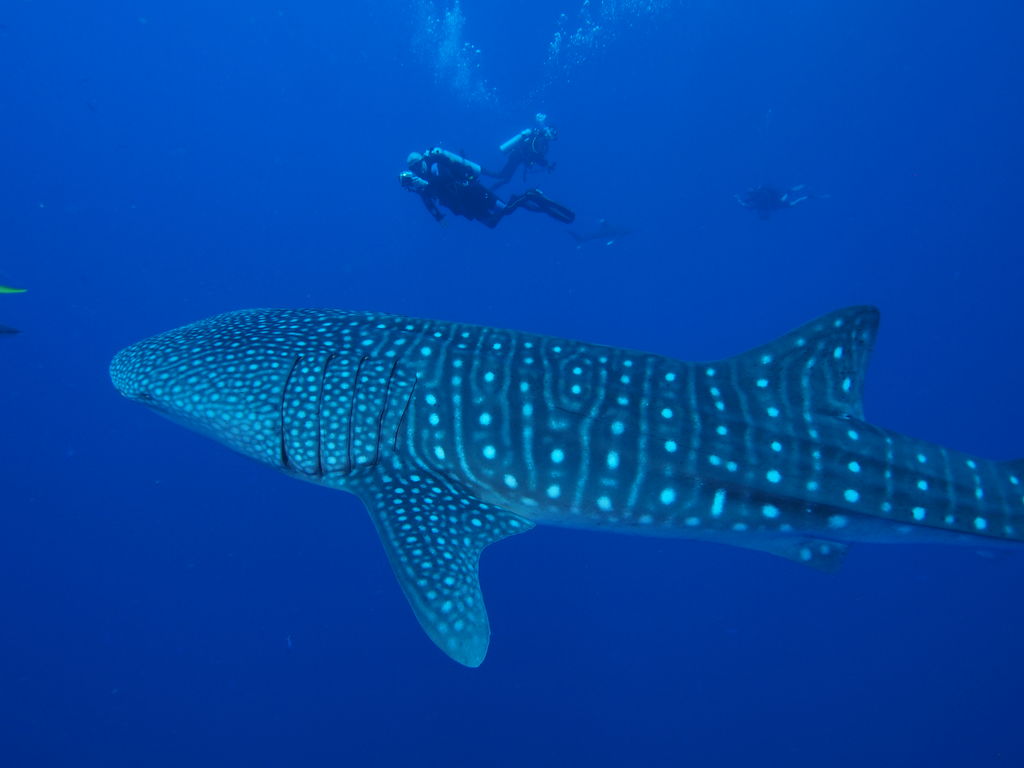 39f600cc-d1d5-4fcf-a7c4-c64a73a891b9