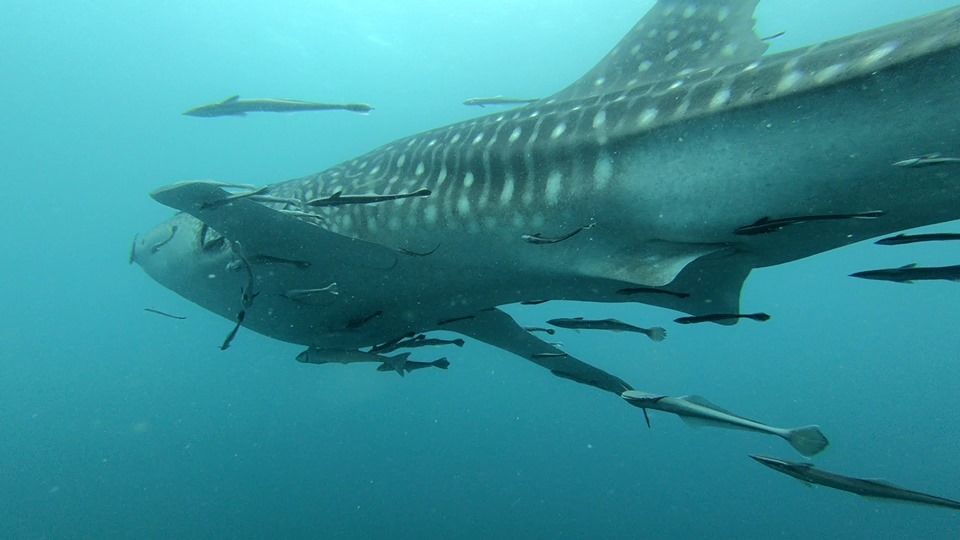 fe29426a-7c2a-4ff4-9e07-0939297e5ce3