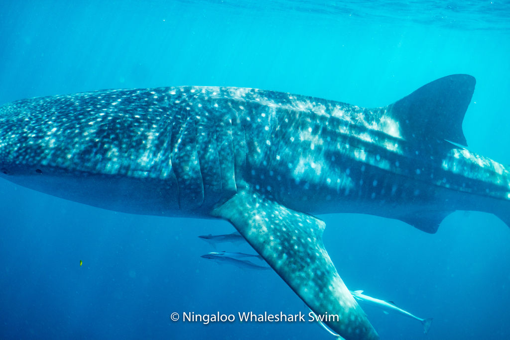 944daff9-246e-4150-919d-72b2920a25b8