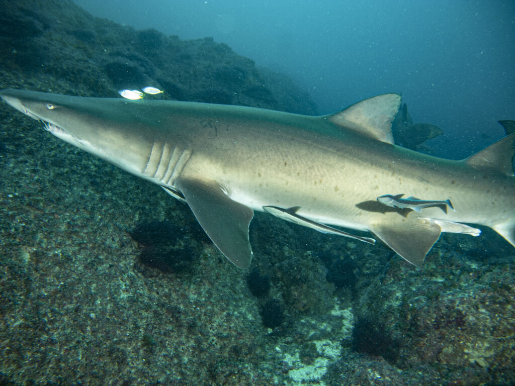 543ad930-07d0-4868-af76-ef55df55ea6a