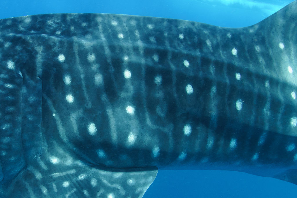 4bb1de70-d7a1-4560-b5cc-35878e9c0931