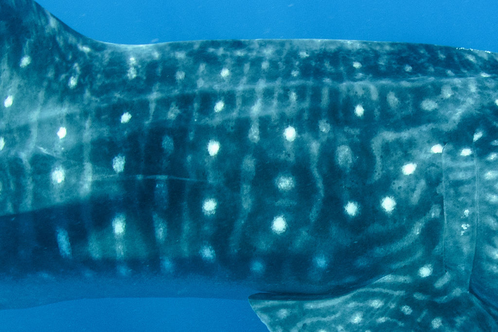 4bb1de70-d7a1-4560-b5cc-35878e9c0931