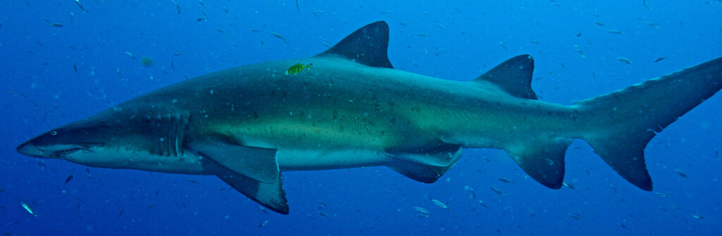 7baf7cec-8b26-4e3a-b7a4-b5b0bc28ddad