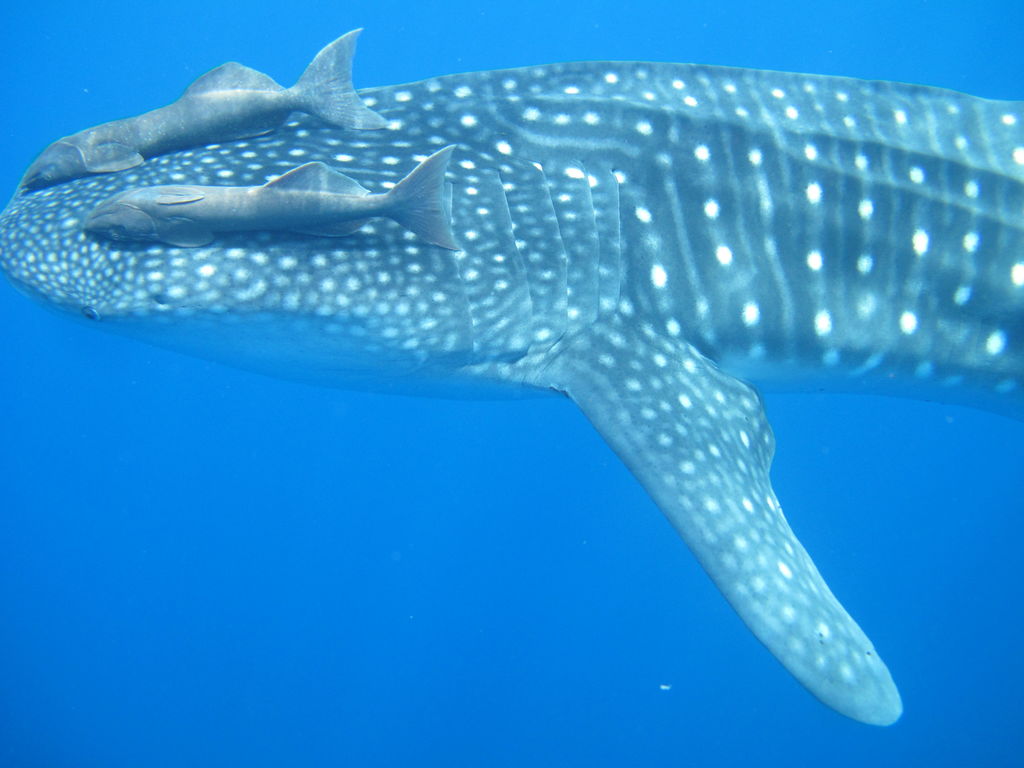 c7fff2c2-f1dd-472a-8c9a-6e3d9725b768