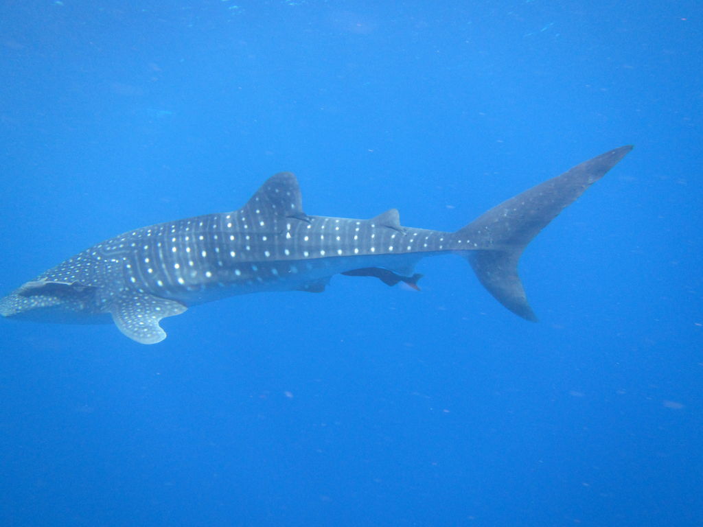 c7fff2c2-f1dd-472a-8c9a-6e3d9725b768