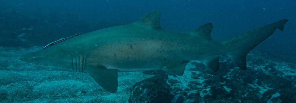 3f2e6647-8b7d-45b2-9d2b-33cf1f506d93