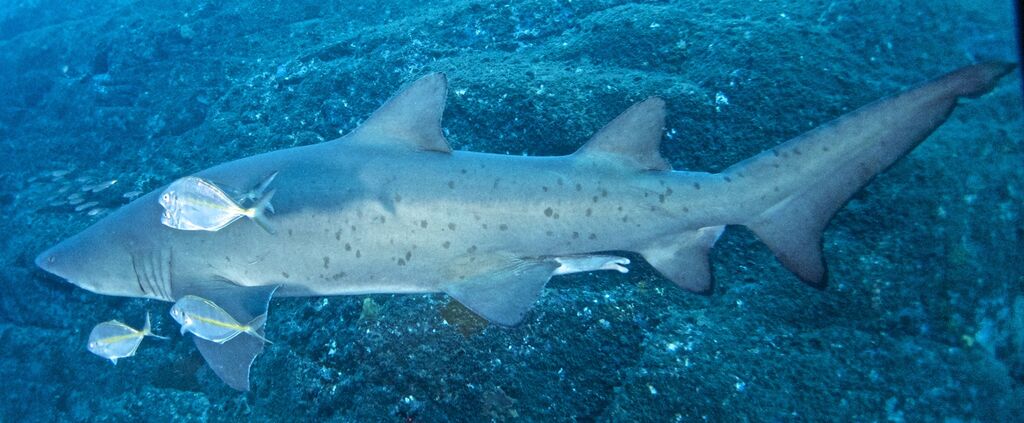 05321bc7-e7e2-4c24-84b4-dfa8294bbc0c