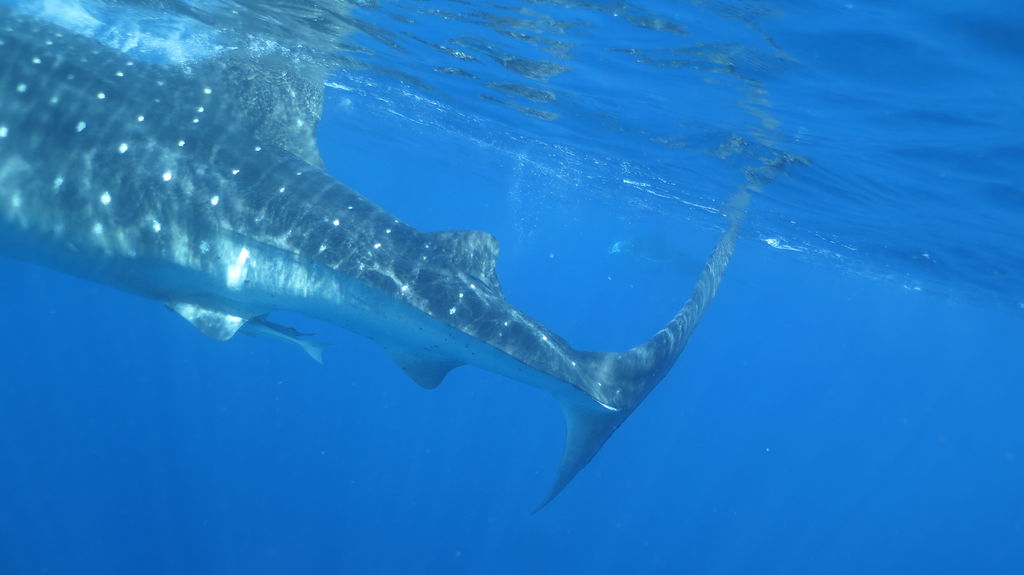 2f9be34c-b4f4-4e8f-953a-bf4c7e665c9d