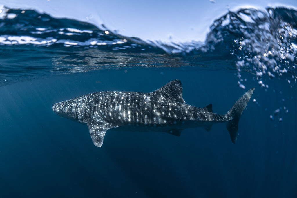 12bc8cb7-bd8e-4632-9e76-d3bfe9086a95