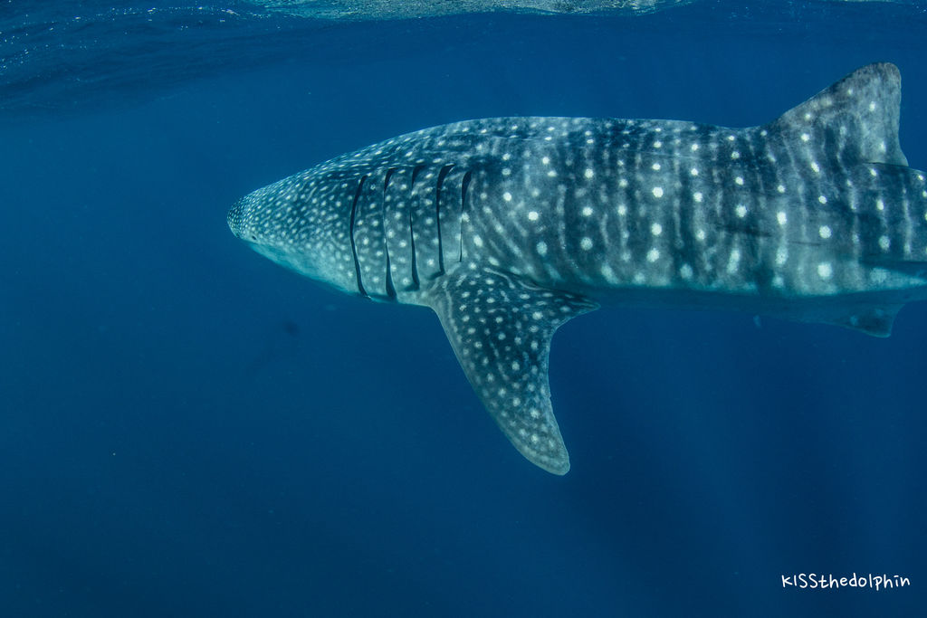 557fc49f-e519-4359-950e-06957af6a412