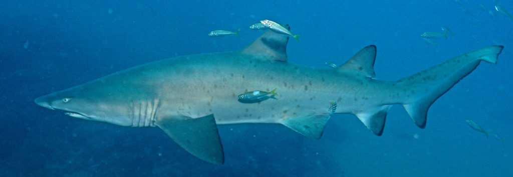 75cc0954-3665-4008-8504-09f941cf582e