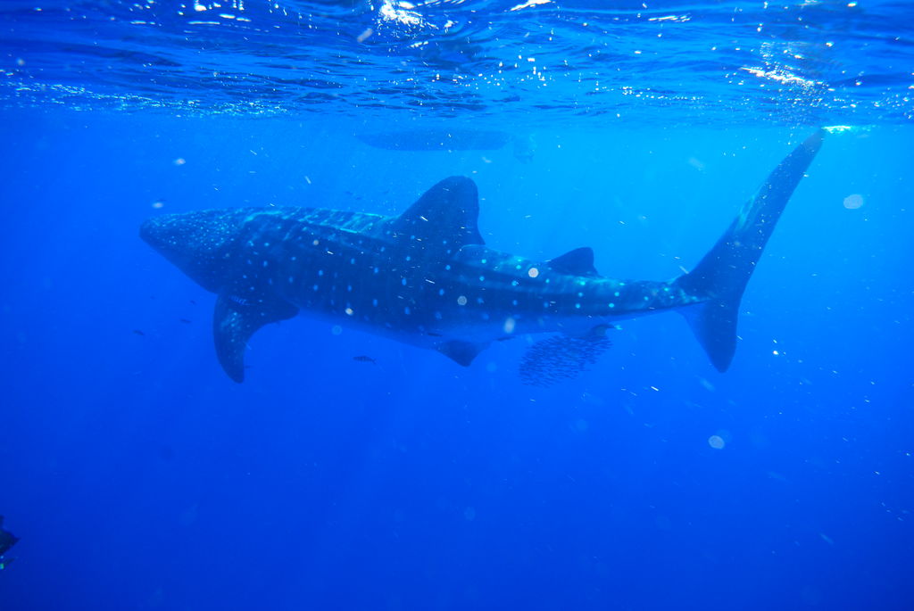 0e945a91-7c51-41a6-b253-31c770875954