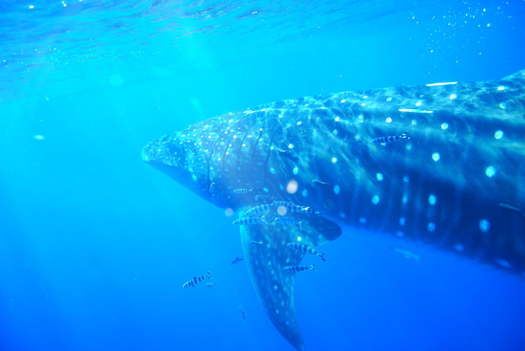 0e945a91-7c51-41a6-b253-31c770875954