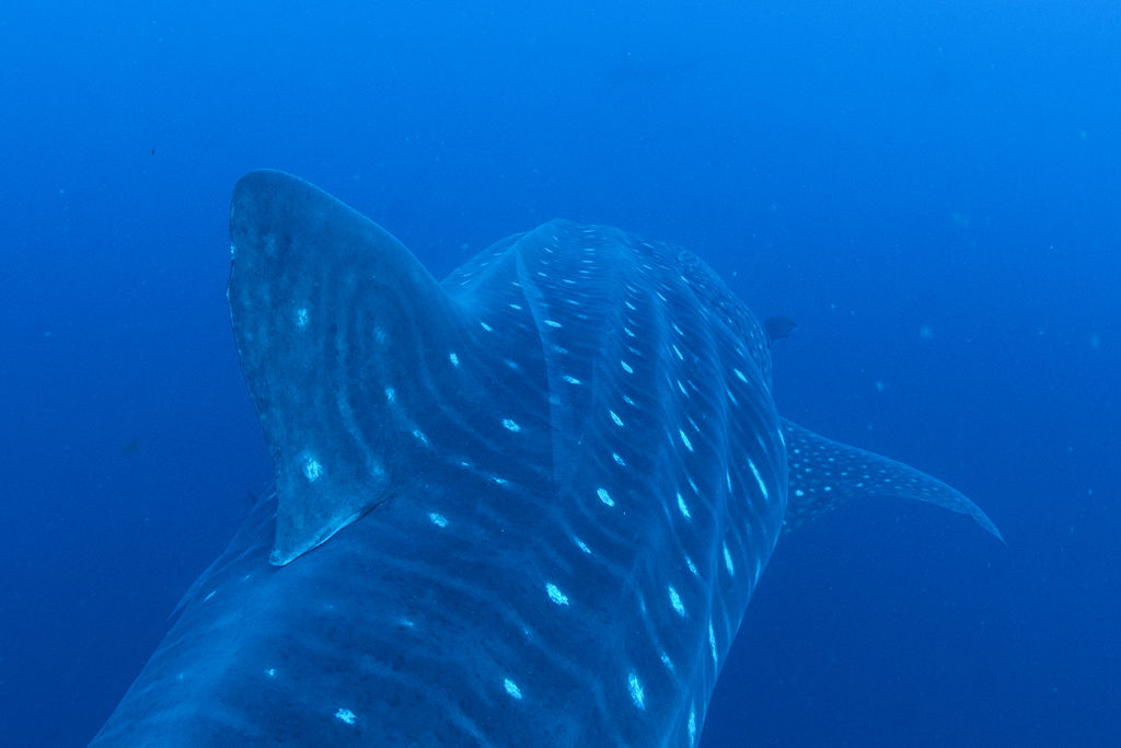 e372a6ac-18b8-4e8c-8ab6-da332cb445a3