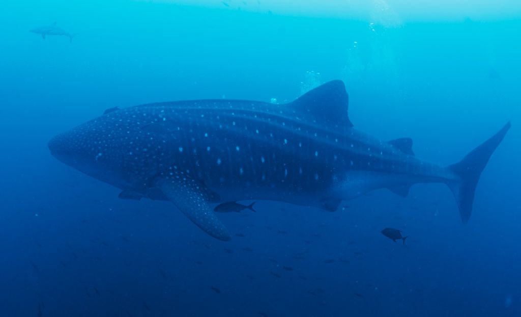 e372a6ac-18b8-4e8c-8ab6-da332cb445a3