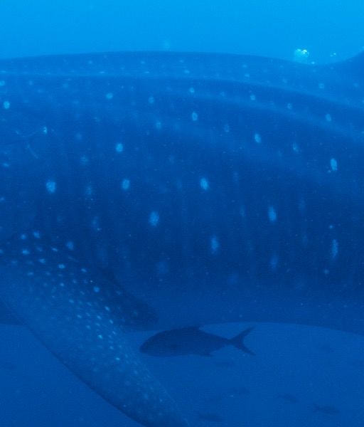 e372a6ac-18b8-4e8c-8ab6-da332cb445a3